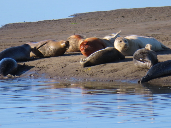 Harbor Seals